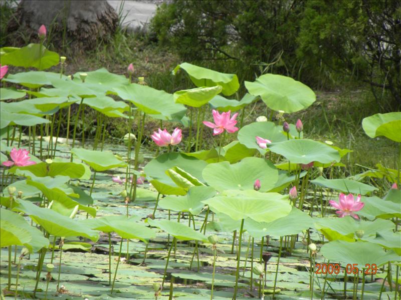 2009.5.29,倫敦,南部,國內旅遊,土耳其,大阪,宜蘭,居酒屋,捷克,旅遊,早午餐,板橋,法國,美食,自由行,高雄市立美術館篇,高雄美術館,高雄趴趴走 @跟著Julie一起走吧 2009.5.29,倫敦,南部,國內旅遊,土耳其,大阪,宜蘭,居酒屋,捷克,旅遊,早午餐,板橋,法國,美食,自由行,高雄市立美術館篇,高雄美術館,高雄趴趴走 @跟著Julie一起走吧