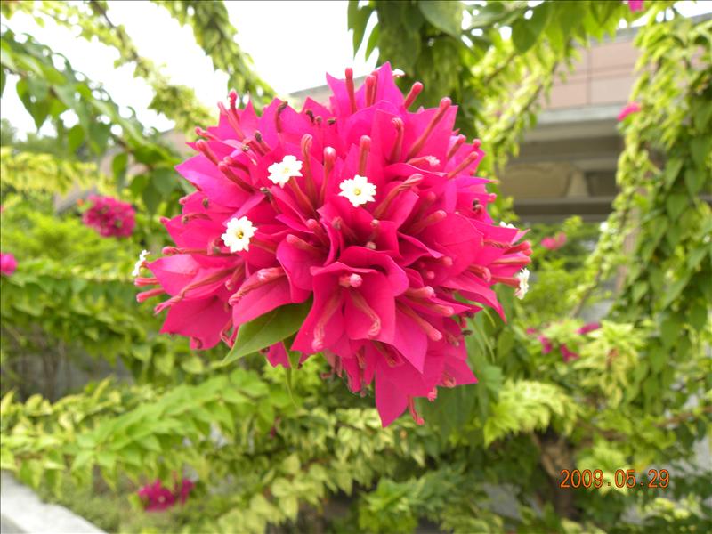 2009.5.29,倫敦,南部,國內旅遊,土耳其,大阪,宜蘭,居酒屋,捷克,旅遊,早午餐,板橋,法國,美食,自由行,高雄市立美術館篇,高雄美術館,高雄趴趴走 @跟著Julie一起走吧 2009.5.29,倫敦,南部,國內旅遊,土耳其,大阪,宜蘭,居酒屋,捷克,旅遊,早午餐,板橋,法國,美食,自由行,高雄市立美術館篇,高雄美術館,高雄趴趴走 @跟著Julie一起走吧