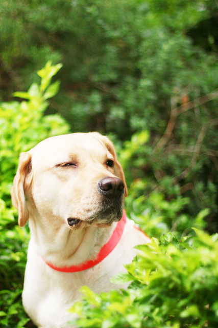 .,.真是哭慘了,倫敦,土耳其,大阪,宜蘭,居酒屋,心情日記,捷克,旅遊,早午餐,板橋,法國,美食,自由行,這兩天,鐵三角 @跟著Julie一起走吧 .,.真是哭慘了,倫敦,土耳其,大阪,宜蘭,居酒屋,心情日記,捷克,旅遊,早午餐,板橋,法國,美食,自由行,這兩天,鐵三角 @跟著Julie一起走吧