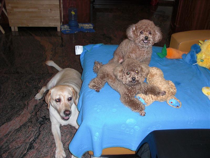 Birthday,Happy,倫敦,土耳其,大阪,宜蘭,寵物日記,寶寶,居酒屋,捷克,旅遊,早午餐,板橋,法國,美食,自由行,蘇小寶^^ @跟著Julie一起走吧 Birthday,Happy,倫敦,土耳其,大阪,宜蘭,寵物日記,寶寶,居酒屋,捷克,旅遊,早午餐,板橋,法國,美食,自由行,蘇小寶^^ @跟著Julie一起走吧