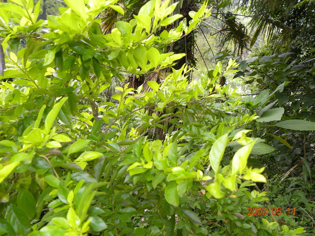 2009.5.14奮起湖緩慢之旅,vol.12,倫敦,南部,國內旅遊,土耳其,在緩慢中庭練習拍照,大阪,宜蘭,居酒屋,捷克,旅遊,早午餐,板橋,法國,美食,自由行 @跟著Julie一起走吧 2009.5.14奮起湖緩慢之旅,vol.12,倫敦,南部,國內旅遊,土耳其,在緩慢中庭練習拍照,大阪,宜蘭,居酒屋,捷克,旅遊,早午餐,板橋,法國,美食,自由行 @跟著Julie一起走吧