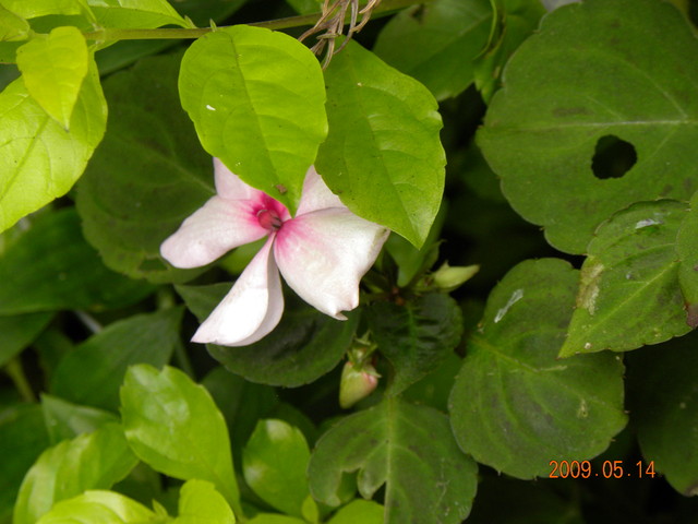 2009.5.14奮起湖緩慢之旅,vol.12,倫敦,南部,國內旅遊,土耳其,在緩慢中庭練習拍照,大阪,宜蘭,居酒屋,捷克,旅遊,早午餐,板橋,法國,美食,自由行 @跟著Julie一起走吧 2009.5.14奮起湖緩慢之旅,vol.12,倫敦,南部,國內旅遊,土耳其,在緩慢中庭練習拍照,大阪,宜蘭,居酒屋,捷克,旅遊,早午餐,板橋,法國,美食,自由行 @跟著Julie一起走吧