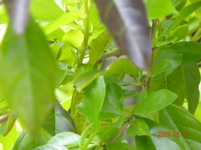 2009.5.14奮起湖緩慢之旅,vol.12,倫敦,南部,國內旅遊,土耳其,在緩慢中庭練習拍照,大阪,宜蘭,居酒屋,捷克,旅遊,早午餐,板橋,法國,美食,自由行 @跟著Julie一起走吧 2009.5.14奮起湖緩慢之旅,vol.12,倫敦,南部,國內旅遊,土耳其,在緩慢中庭練習拍照,大阪,宜蘭,居酒屋,捷克,旅遊,早午餐,板橋,法國,美食,自由行 @跟著Julie一起走吧