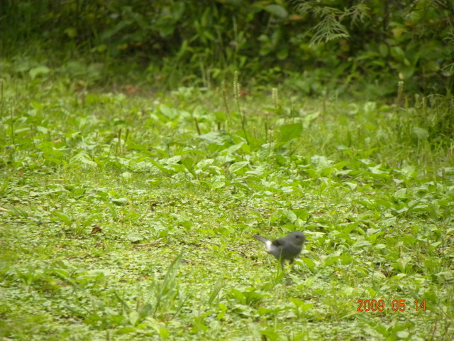 2009.5.14奮起湖緩慢之旅,vol.12,倫敦,南部,國內旅遊,土耳其,在緩慢中庭練習拍照,大阪,宜蘭,居酒屋,捷克,旅遊,早午餐,板橋,法國,美食,自由行 @跟著Julie一起走吧 2009.5.14奮起湖緩慢之旅,vol.12,倫敦,南部,國內旅遊,土耳其,在緩慢中庭練習拍照,大阪,宜蘭,居酒屋,捷克,旅遊,早午餐,板橋,法國,美食,自由行 @跟著Julie一起走吧