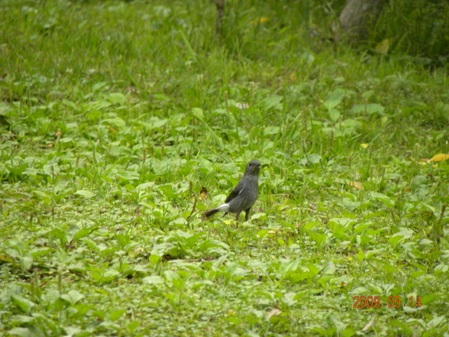 2009.5.14奮起湖緩慢之旅,vol.12,倫敦,南部,國內旅遊,土耳其,在緩慢中庭練習拍照,大阪,宜蘭,居酒屋,捷克,旅遊,早午餐,板橋,法國,美食,自由行 @跟著Julie一起走吧 2009.5.14奮起湖緩慢之旅,vol.12,倫敦,南部,國內旅遊,土耳其,在緩慢中庭練習拍照,大阪,宜蘭,居酒屋,捷克,旅遊,早午餐,板橋,法國,美食,自由行 @跟著Julie一起走吧
