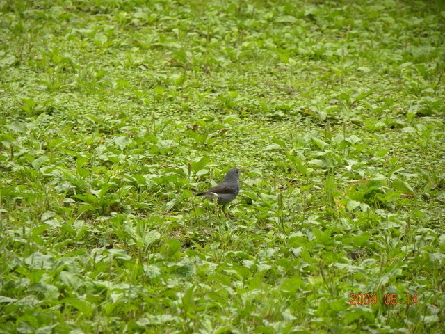 2009.5.14奮起湖緩慢之旅,vol.12,倫敦,南部,國內旅遊,土耳其,在緩慢中庭練習拍照,大阪,宜蘭,居酒屋,捷克,旅遊,早午餐,板橋,法國,美食,自由行 @跟著Julie一起走吧 2009.5.14奮起湖緩慢之旅,vol.12,倫敦,南部,國內旅遊,土耳其,在緩慢中庭練習拍照,大阪,宜蘭,居酒屋,捷克,旅遊,早午餐,板橋,法國,美食,自由行 @跟著Julie一起走吧