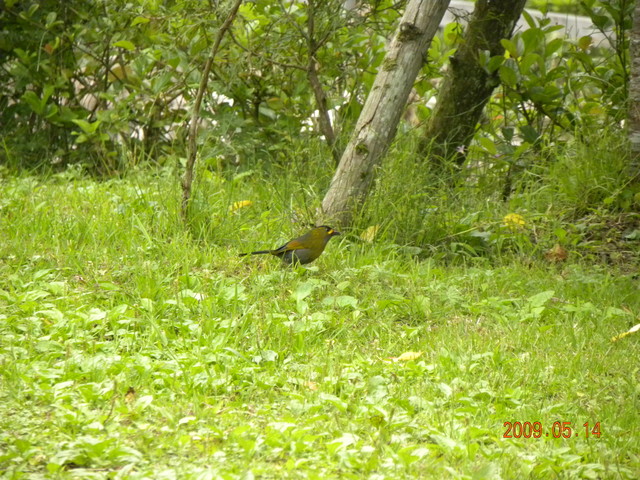 2009.5.14奮起湖緩慢之旅,vol.12,倫敦,南部,國內旅遊,土耳其,在緩慢中庭練習拍照,大阪,宜蘭,居酒屋,捷克,旅遊,早午餐,板橋,法國,美食,自由行 @跟著Julie一起走吧 2009.5.14奮起湖緩慢之旅,vol.12,倫敦,南部,國內旅遊,土耳其,在緩慢中庭練習拍照,大阪,宜蘭,居酒屋,捷克,旅遊,早午餐,板橋,法國,美食,自由行 @跟著Julie一起走吧