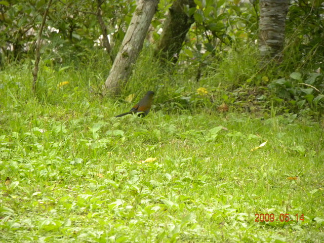 2009.5.14奮起湖緩慢之旅,vol.12,倫敦,南部,國內旅遊,土耳其,在緩慢中庭練習拍照,大阪,宜蘭,居酒屋,捷克,旅遊,早午餐,板橋,法國,美食,自由行 @跟著Julie一起走吧 2009.5.14奮起湖緩慢之旅,vol.12,倫敦,南部,國內旅遊,土耳其,在緩慢中庭練習拍照,大阪,宜蘭,居酒屋,捷克,旅遊,早午餐,板橋,法國,美食,自由行 @跟著Julie一起走吧