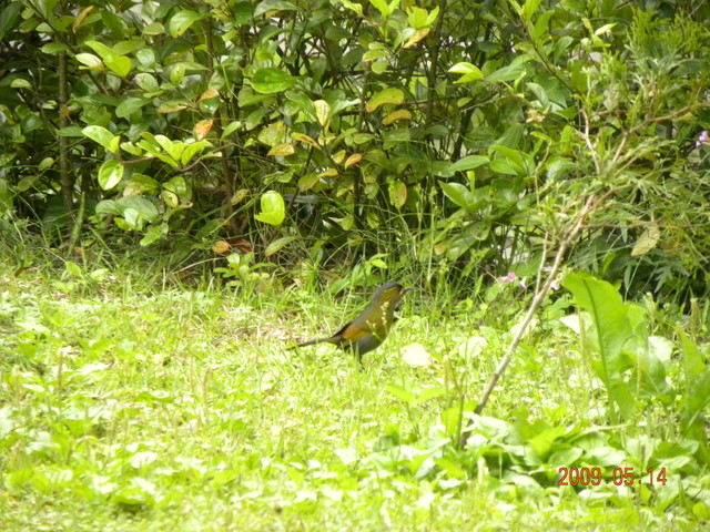 2009.5.14奮起湖緩慢之旅,vol.12,倫敦,南部,國內旅遊,土耳其,在緩慢中庭練習拍照,大阪,宜蘭,居酒屋,捷克,旅遊,早午餐,板橋,法國,美食,自由行 @跟著Julie一起走吧 2009.5.14奮起湖緩慢之旅,vol.12,倫敦,南部,國內旅遊,土耳其,在緩慢中庭練習拍照,大阪,宜蘭,居酒屋,捷克,旅遊,早午餐,板橋,法國,美食,自由行 @跟著Julie一起走吧