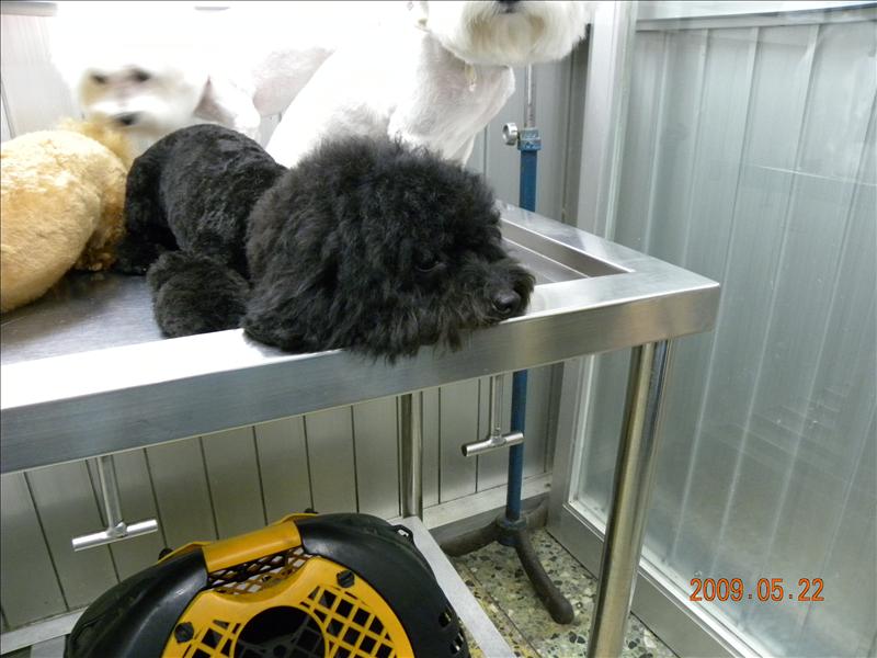 倫敦,土耳其,大阪,宜蘭,寵物日記,居酒屋,捷克,旅遊,早午餐,板橋,法國,看看可愛的狗寶貝吧,美食,自由行,讓奮起湖喘口氣,鐵三角 @跟著Julie一起走吧 倫敦,土耳其,大阪,宜蘭,寵物日記,居酒屋,捷克,旅遊,早午餐,板橋,法國,看看可愛的狗寶貝吧,美食,自由行,讓奮起湖喘口氣,鐵三角 @跟著Julie一起走吧