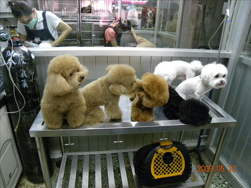 倫敦,土耳其,大阪,宜蘭,寵物日記,居酒屋,捷克,旅遊,早午餐,板橋,法國,看看可愛的狗寶貝吧,美食,自由行,讓奮起湖喘口氣,鐵三角 @跟著Julie一起走吧 倫敦,土耳其,大阪,宜蘭,寵物日記,居酒屋,捷克,旅遊,早午餐,板橋,法國,看看可愛的狗寶貝吧,美食,自由行,讓奮起湖喘口氣,鐵三角 @跟著Julie一起走吧