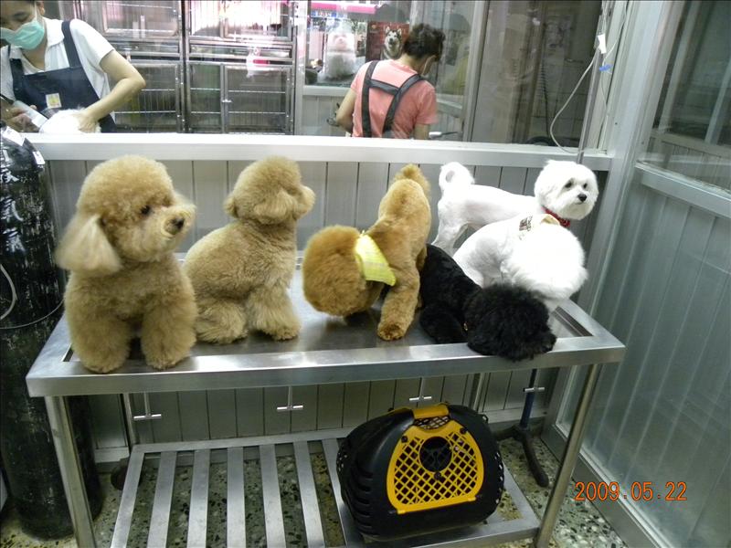 倫敦,土耳其,大阪,宜蘭,寵物日記,居酒屋,捷克,旅遊,早午餐,板橋,法國,看看可愛的狗寶貝吧,美食,自由行,讓奮起湖喘口氣,鐵三角 @跟著Julie一起走吧 倫敦,土耳其,大阪,宜蘭,寵物日記,居酒屋,捷克,旅遊,早午餐,板橋,法國,看看可愛的狗寶貝吧,美食,自由行,讓奮起湖喘口氣,鐵三角 @跟著Julie一起走吧