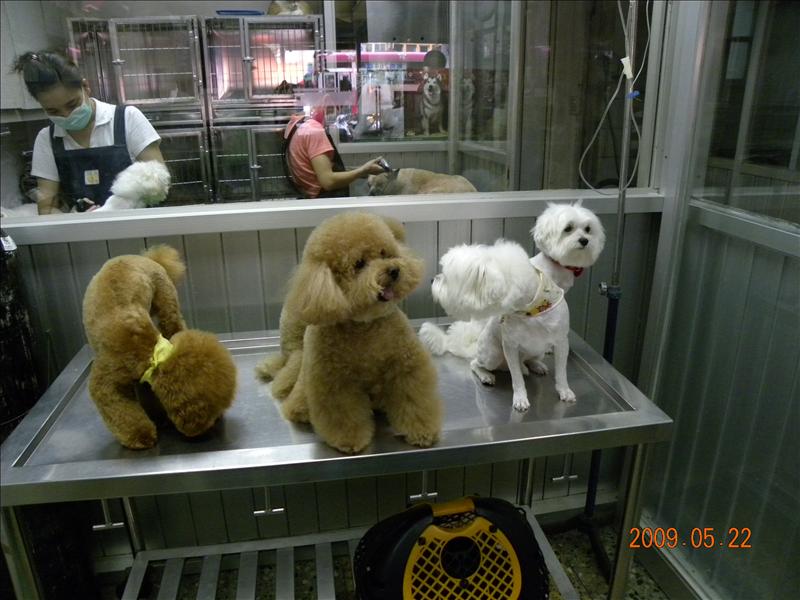 倫敦,土耳其,大阪,宜蘭,寵物日記,居酒屋,捷克,旅遊,早午餐,板橋,法國,看看可愛的狗寶貝吧,美食,自由行,讓奮起湖喘口氣,鐵三角 @跟著Julie一起走吧 倫敦,土耳其,大阪,宜蘭,寵物日記,居酒屋,捷克,旅遊,早午餐,板橋,法國,看看可愛的狗寶貝吧,美食,自由行,讓奮起湖喘口氣,鐵三角 @跟著Julie一起走吧