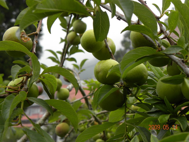 2009.5.14奮起湖緩慢之旅,vol.10,倫敦,南部,國內旅遊,土耳其,大阪,奮起湖文史館,奮起湖爆走,宜蘭,居酒屋,捷克,旅遊,早午餐,板橋,法國,美食,自由行 @跟著Julie一起走吧 2009.5.14奮起湖緩慢之旅,vol.10,倫敦,南部,國內旅遊,土耳其,大阪,奮起湖文史館,奮起湖爆走,宜蘭,居酒屋,捷克,旅遊,早午餐,板橋,法國,美食,自由行 @跟著Julie一起走吧