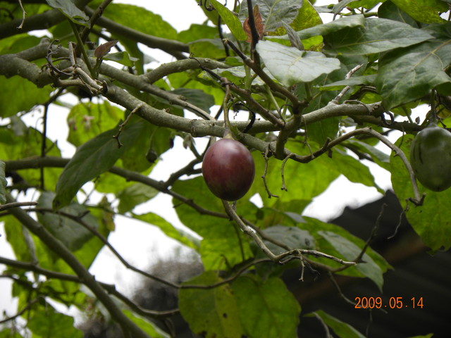 2009.5.14奮起湖緩慢之旅,vol.10,倫敦,南部,國內旅遊,土耳其,大阪,奮起湖文史館,奮起湖爆走,宜蘭,居酒屋,捷克,旅遊,早午餐,板橋,法國,美食,自由行 @跟著Julie一起走吧 2009.5.14奮起湖緩慢之旅,vol.10,倫敦,南部,國內旅遊,土耳其,大阪,奮起湖文史館,奮起湖爆走,宜蘭,居酒屋,捷克,旅遊,早午餐,板橋,法國,美食,自由行 @跟著Julie一起走吧