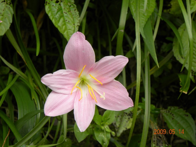 2009.5.14奮起湖緩慢之旅,vol.9,倫敦,南部,國內旅遊,土耳其,大阪,宜蘭,居酒屋,愛玉伯,捷克,旅遊,早午餐,板橋,法國,美食,老老街,自由行 @跟著Julie一起走吧 2009.5.14奮起湖緩慢之旅,vol.9,倫敦,南部,國內旅遊,土耳其,大阪,宜蘭,居酒屋,愛玉伯,捷克,旅遊,早午餐,板橋,法國,美食,老老街,自由行 @跟著Julie一起走吧