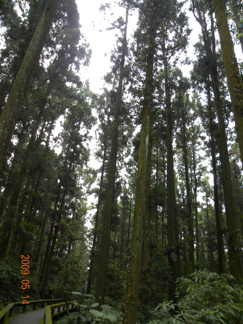 2009.5.14奮起湖緩慢之旅,vol.8,倫敦,南側森林步道,南部,國內旅遊,土耳其,大阪,宜蘭,居酒屋,捷克,旅遊,早午餐,板橋,法國,美食,自由行 @跟著Julie一起走吧 2009.5.14奮起湖緩慢之旅,vol.8,倫敦,南側森林步道,南部,國內旅遊,土耳其,大阪,宜蘭,居酒屋,捷克,旅遊,早午餐,板橋,法國,美食,自由行 @跟著Julie一起走吧