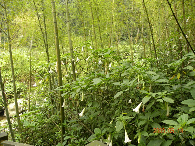 2009.5.14奮起湖緩慢之旅,vol.8,倫敦,南側森林步道,南部,國內旅遊,土耳其,大阪,宜蘭,居酒屋,捷克,旅遊,早午餐,板橋,法國,美食,自由行 @跟著Julie一起走吧 2009.5.14奮起湖緩慢之旅,vol.8,倫敦,南側森林步道,南部,國內旅遊,土耳其,大阪,宜蘭,居酒屋,捷克,旅遊,早午餐,板橋,法國,美食,自由行 @跟著Julie一起走吧