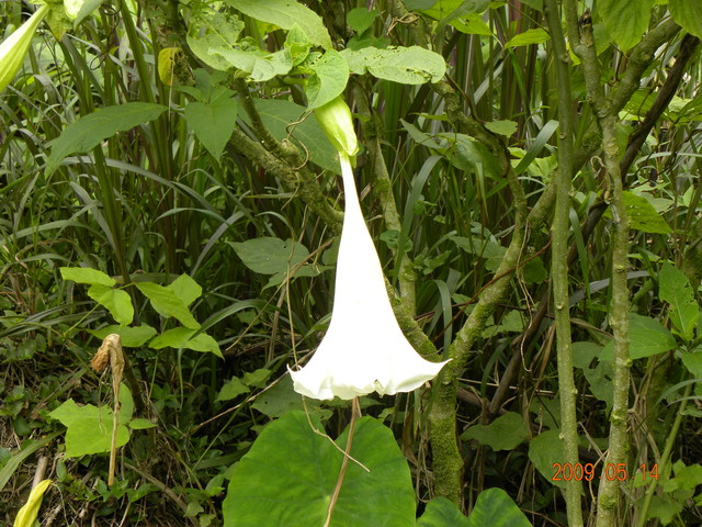 2009.5.14奮起湖緩慢之旅,vol.8,倫敦,南側森林步道,南部,國內旅遊,土耳其,大阪,宜蘭,居酒屋,捷克,旅遊,早午餐,板橋,法國,美食,自由行 @跟著Julie一起走吧 2009.5.14奮起湖緩慢之旅,vol.8,倫敦,南側森林步道,南部,國內旅遊,土耳其,大阪,宜蘭,居酒屋,捷克,旅遊,早午餐,板橋,法國,美食,自由行 @跟著Julie一起走吧