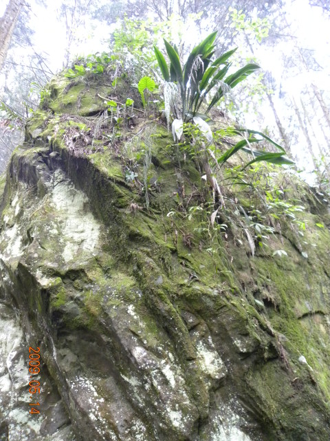 2009.5.14奮起湖緩慢之旅,vol.8,倫敦,南側森林步道,南部,國內旅遊,土耳其,大阪,宜蘭,居酒屋,捷克,旅遊,早午餐,板橋,法國,美食,自由行 @跟著Julie一起走吧 2009.5.14奮起湖緩慢之旅,vol.8,倫敦,南側森林步道,南部,國內旅遊,土耳其,大阪,宜蘭,居酒屋,捷克,旅遊,早午餐,板橋,法國,美食,自由行 @跟著Julie一起走吧