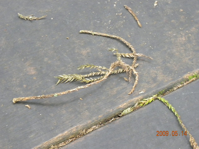 2009.5.14奮起湖緩慢之旅,vol.8,倫敦,南側森林步道,南部,國內旅遊,土耳其,大阪,宜蘭,居酒屋,捷克,旅遊,早午餐,板橋,法國,美食,自由行 @跟著Julie一起走吧 2009.5.14奮起湖緩慢之旅,vol.8,倫敦,南側森林步道,南部,國內旅遊,土耳其,大阪,宜蘭,居酒屋,捷克,旅遊,早午餐,板橋,法國,美食,自由行 @跟著Julie一起走吧