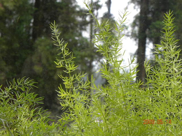 2009.5.14奮起湖緩慢之旅,vol.7,倫敦,南部,國內旅遊,土耳其,大阪,宜蘭,居酒屋,捷克,旅遊,早午餐,板橋,法國,美食,自由行 @跟著Julie一起走吧 2009.5.14奮起湖緩慢之旅,vol.7,倫敦,南部,國內旅遊,土耳其,大阪,宜蘭,居酒屋,捷克,旅遊,早午餐,板橋,法國,美食,自由行 @跟著Julie一起走吧