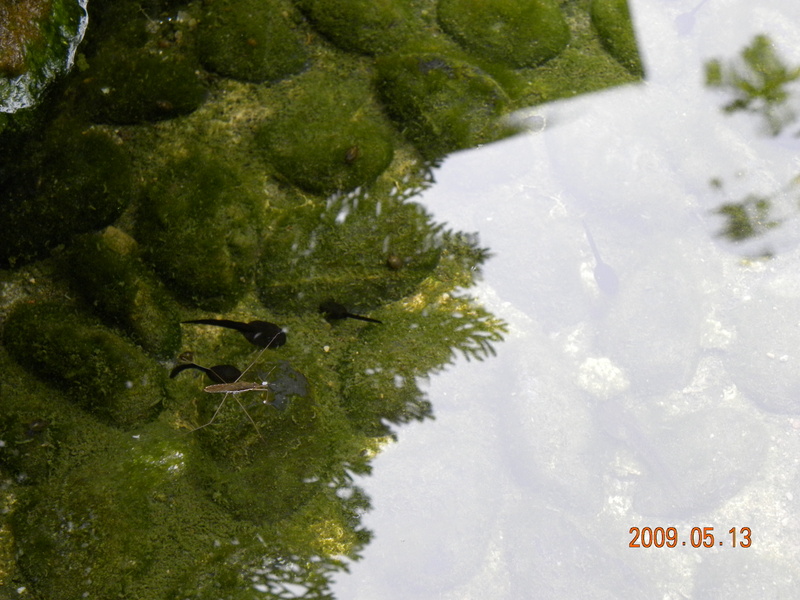 2009.5.13奮起湖緩慢之旅,vol.4,倫敦,南部,國內旅遊,土耳其,大阪,宜蘭,居酒屋,捷克,旅遊,早午餐,板橋,法國,美食,自由行 @跟著Julie一起走吧 2009.5.13奮起湖緩慢之旅,vol.4,倫敦,南部,國內旅遊,土耳其,大阪,宜蘭,居酒屋,捷克,旅遊,早午餐,板橋,法國,美食,自由行 @跟著Julie一起走吧