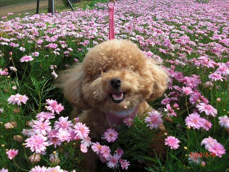倫敦,北部,國內旅遊,土耳其,大溪花海農場,大阪,宜蘭,居酒屋,捷克,旅遊,早午餐,板橋,法國,美食,自由行 @跟著Julie一起走吧 倫敦,北部,國內旅遊,土耳其,大溪花海農場,大阪,宜蘭,居酒屋,捷克,旅遊,早午餐,板橋,法國,美食,自由行 @跟著Julie一起走吧