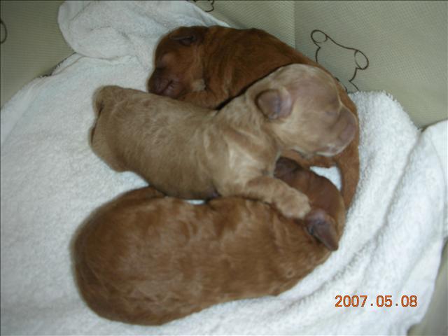 Birthday,Happy,倫敦,土耳其,大阪,宜蘭,寵物日記,寶寶,居酒屋,捷克,旅遊,早午餐,板橋,法國,美食,自由行,蘇小寶^^ @跟著Julie一起走吧 Birthday,Happy,倫敦,土耳其,大阪,宜蘭,寵物日記,寶寶,居酒屋,捷克,旅遊,早午餐,板橋,法國,美食,自由行,蘇小寶^^ @跟著Julie一起走吧