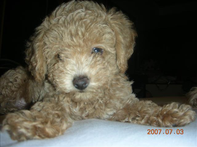 Birthday,Happy,倫敦,土耳其,大阪,宜蘭,寵物日記,寶寶,居酒屋,捷克,旅遊,早午餐,板橋,法國,美食,自由行,蘇小寶^^ @跟著Julie一起走吧 Birthday,Happy,倫敦,土耳其,大阪,宜蘭,寵物日記,寶寶,居酒屋,捷克,旅遊,早午餐,板橋,法國,美食,自由行,蘇小寶^^ @跟著Julie一起走吧