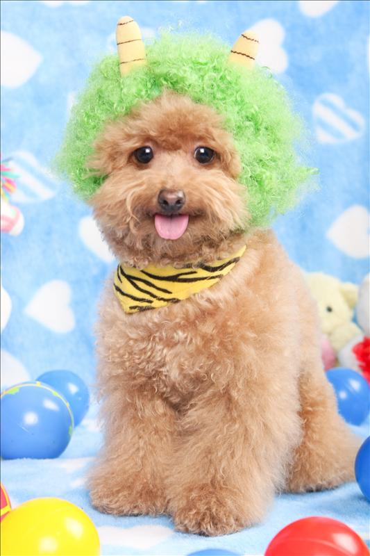 Birthday,Happy,倫敦,土耳其,大阪,宜蘭,寵物日記,寶寶,居酒屋,捷克,旅遊,早午餐,板橋,法國,美食,自由行,蘇小寶^^ @跟著Julie一起走吧 Birthday,Happy,倫敦,土耳其,大阪,宜蘭,寵物日記,寶寶,居酒屋,捷克,旅遊,早午餐,板橋,法國,美食,自由行,蘇小寶^^ @跟著Julie一起走吧