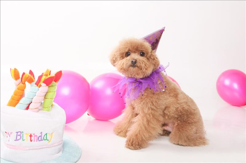 Birthday,Happy,倫敦,土耳其,大阪,宜蘭,寵物日記,寶寶,居酒屋,捷克,旅遊,早午餐,板橋,法國,美食,自由行,蘇小寶^^ @跟著Julie一起走吧 Birthday,Happy,倫敦,土耳其,大阪,宜蘭,寵物日記,寶寶,居酒屋,捷克,旅遊,早午餐,板橋,法國,美食,自由行,蘇小寶^^ @跟著Julie一起走吧