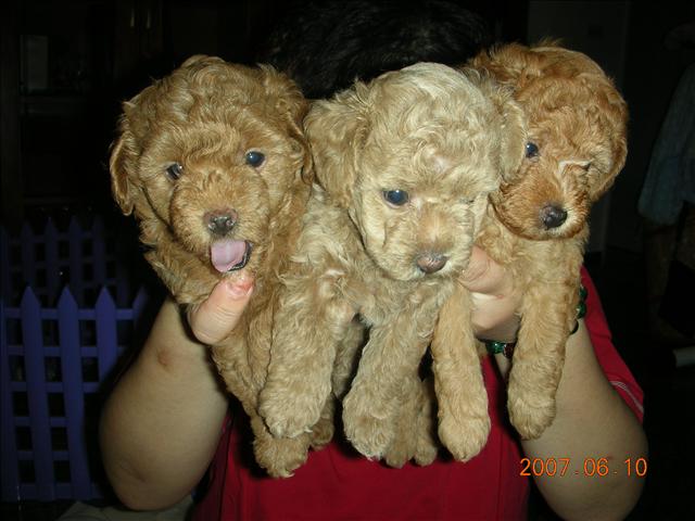 Birthday,Happy,倫敦,土耳其,大阪,宜蘭,寵物日記,寶寶,居酒屋,捷克,旅遊,早午餐,板橋,法國,美食,自由行,蘇小寶^^ @跟著Julie一起走吧 Birthday,Happy,倫敦,土耳其,大阪,宜蘭,寵物日記,寶寶,居酒屋,捷克,旅遊,早午餐,板橋,法國,美食,自由行,蘇小寶^^ @跟著Julie一起走吧