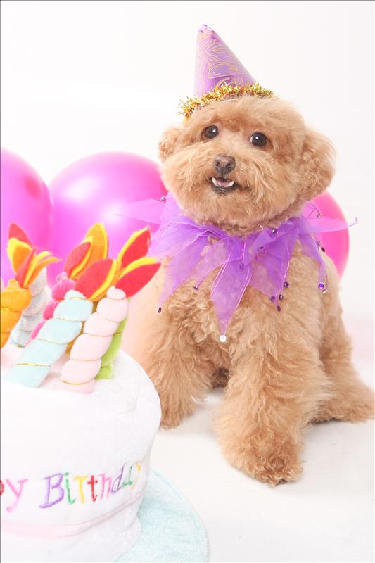 Birthday,Happy,倫敦,土耳其,大阪,宜蘭,寵物日記,寶寶,居酒屋,捷克,旅遊,早午餐,板橋,法國,美食,自由行,蘇小寶^^ @跟著Julie一起走吧 Birthday,Happy,倫敦,土耳其,大阪,宜蘭,寵物日記,寶寶,居酒屋,捷克,旅遊,早午餐,板橋,法國,美食,自由行,蘇小寶^^ @跟著Julie一起走吧