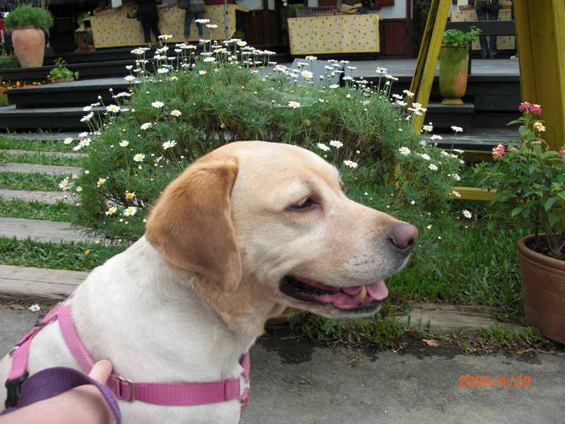 中部,倫敦,土耳其,大阪,宜蘭,尖石店,居酒屋,捷克,旅遊,早午餐,板橋,法國,美味食記,美食,自由行,薰衣草森林 @跟著Julie一起走吧 中部,倫敦,土耳其,大阪,宜蘭,尖石店,居酒屋,捷克,旅遊,早午餐,板橋,法國,美味食記,美食,自由行,薰衣草森林 @跟著Julie一起走吧