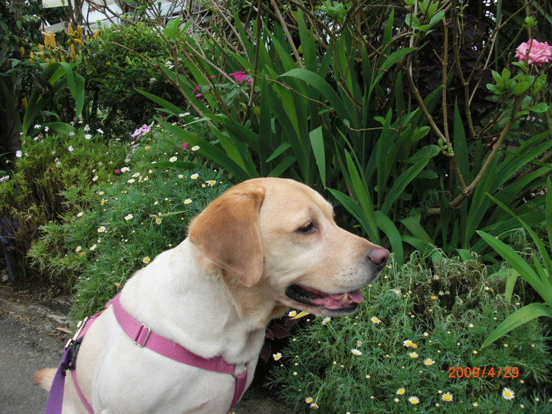 中部,倫敦,土耳其,大阪,宜蘭,尖石店,居酒屋,捷克,旅遊,早午餐,板橋,法國,美味食記,美食,自由行,薰衣草森林 @跟著Julie一起走吧 中部,倫敦,土耳其,大阪,宜蘭,尖石店,居酒屋,捷克,旅遊,早午餐,板橋,法國,美味食記,美食,自由行,薰衣草森林 @跟著Julie一起走吧