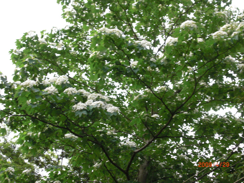 中部,倫敦,土耳其,大阪,宜蘭,尖石店,居酒屋,捷克,旅遊,早午餐,板橋,法國,美味食記,美食,自由行,薰衣草森林 @跟著Julie一起走吧 中部,倫敦,土耳其,大阪,宜蘭,尖石店,居酒屋,捷克,旅遊,早午餐,板橋,法國,美味食記,美食,自由行,薰衣草森林 @跟著Julie一起走吧