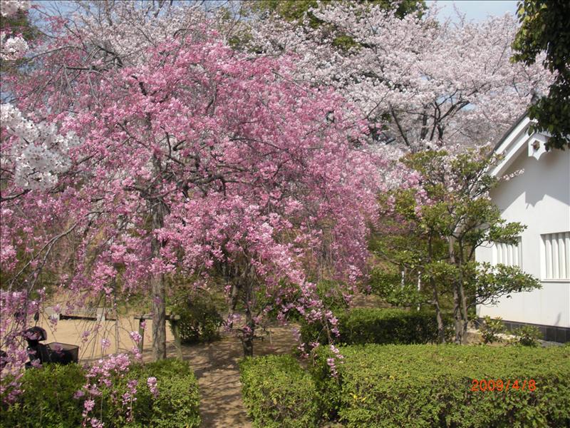 2009.04千年古都賞櫻,2009千年古都賞櫻,DAY5,倫敦,國外旅遊,土耳其,大阪,姬路城,宜蘭,居酒屋,捷克,旅遊,早午餐,板橋,法國,美食,自由行 @跟著Julie一起走吧 2009.04千年古都賞櫻,2009千年古都賞櫻,DAY5,倫敦,國外旅遊,土耳其,大阪,姬路城,宜蘭,居酒屋,捷克,旅遊,早午餐,板橋,法國,美食,自由行 @跟著Julie一起走吧