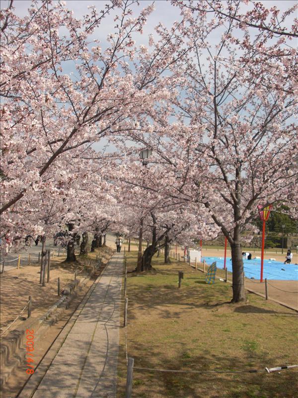 2009.04千年古都賞櫻,2009千年古都賞櫻,DAY5,倫敦,國外旅遊,土耳其,大阪,姬路城,宜蘭,居酒屋,捷克,旅遊,早午餐,板橋,法國,美食,自由行 @跟著Julie一起走吧 2009.04千年古都賞櫻,2009千年古都賞櫻,DAY5,倫敦,國外旅遊,土耳其,大阪,姬路城,宜蘭,居酒屋,捷克,旅遊,早午餐,板橋,法國,美食,自由行 @跟著Julie一起走吧