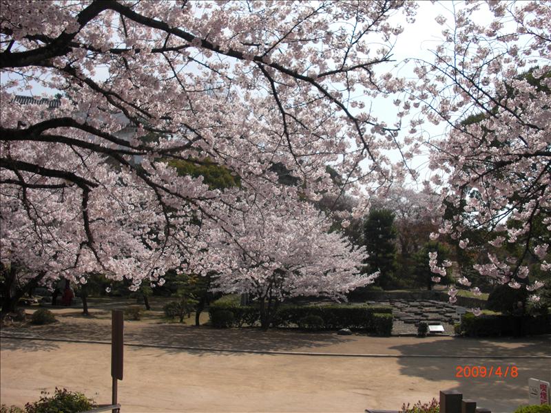 2009.04千年古都賞櫻,2009千年古都賞櫻,DAY5,倫敦,國外旅遊,土耳其,大阪,姬路城,宜蘭,居酒屋,捷克,旅遊,早午餐,板橋,法國,美食,自由行 @跟著Julie一起走吧 2009.04千年古都賞櫻,2009千年古都賞櫻,DAY5,倫敦,國外旅遊,土耳其,大阪,姬路城,宜蘭,居酒屋,捷克,旅遊,早午餐,板橋,法國,美食,自由行 @跟著Julie一起走吧