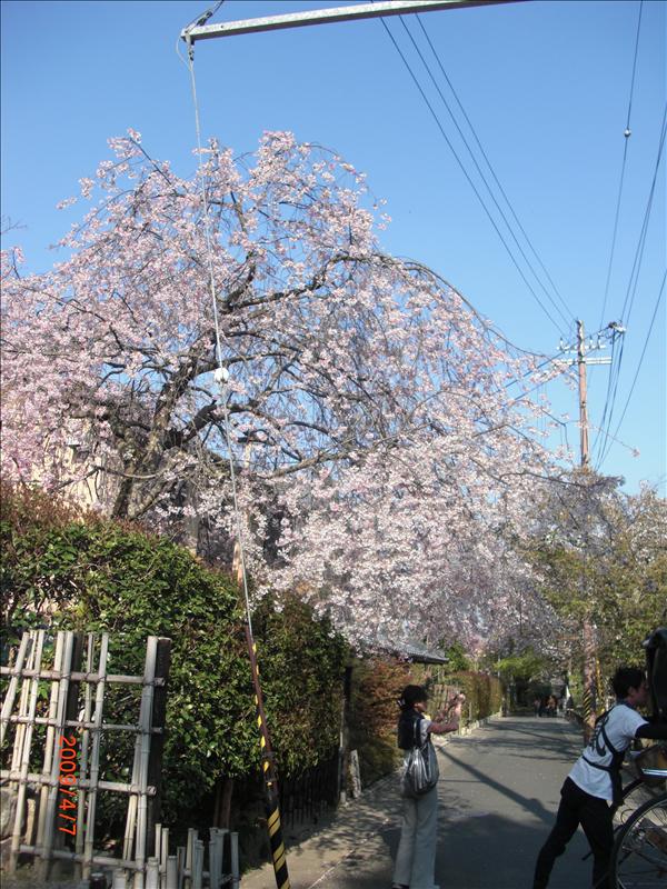 2009.04千年古都賞櫻,2009千年古都賞櫻,DAY4京都嵐山渡月橋,倫敦,國外旅遊,土耳其,大阪,天龍寺庭苑,宜蘭,居酒屋,捷克,旅遊,早午餐,板橋,法國,美食,自由行 @跟著Julie一起走吧 2009.04千年古都賞櫻,2009千年古都賞櫻,DAY4京都嵐山渡月橋,倫敦,國外旅遊,土耳其,大阪,天龍寺庭苑,宜蘭,居酒屋,捷克,旅遊,早午餐,板橋,法國,美食,自由行 @跟著Julie一起走吧