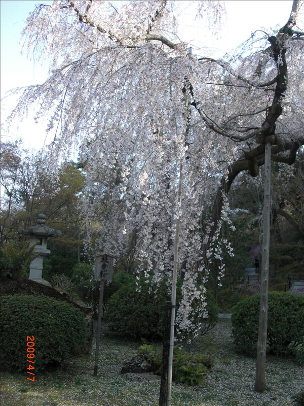 2009.04千年古都賞櫻,2009千年古都賞櫻,DAY4京都嵐山渡月橋,倫敦,國外旅遊,土耳其,大阪,天龍寺庭苑,宜蘭,居酒屋,捷克,旅遊,早午餐,板橋,法國,美食,自由行 @跟著Julie一起走吧 2009.04千年古都賞櫻,2009千年古都賞櫻,DAY4京都嵐山渡月橋,倫敦,國外旅遊,土耳其,大阪,天龍寺庭苑,宜蘭,居酒屋,捷克,旅遊,早午餐,板橋,法國,美食,自由行 @跟著Julie一起走吧
