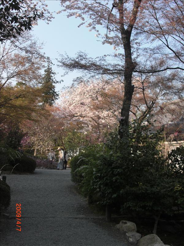 2009.04千年古都賞櫻,2009千年古都賞櫻,DAY4京都嵐山渡月橋,倫敦,國外旅遊,土耳其,大阪,天龍寺庭苑,宜蘭,居酒屋,捷克,旅遊,早午餐,板橋,法國,美食,自由行 @跟著Julie一起走吧 2009.04千年古都賞櫻,2009千年古都賞櫻,DAY4京都嵐山渡月橋,倫敦,國外旅遊,土耳其,大阪,天龍寺庭苑,宜蘭,居酒屋,捷克,旅遊,早午餐,板橋,法國,美食,自由行 @跟著Julie一起走吧