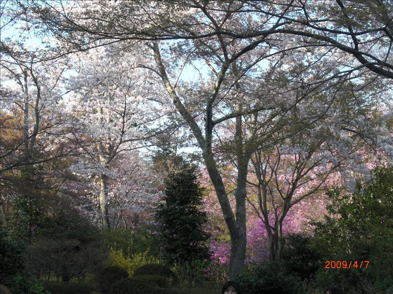 2009.04千年古都賞櫻,2009千年古都賞櫻,DAY4京都嵐山渡月橋,倫敦,國外旅遊,土耳其,大阪,天龍寺庭苑,宜蘭,居酒屋,捷克,旅遊,早午餐,板橋,法國,美食,自由行 @跟著Julie一起走吧 2009.04千年古都賞櫻,2009千年古都賞櫻,DAY4京都嵐山渡月橋,倫敦,國外旅遊,土耳其,大阪,天龍寺庭苑,宜蘭,居酒屋,捷克,旅遊,早午餐,板橋,法國,美食,自由行 @跟著Julie一起走吧