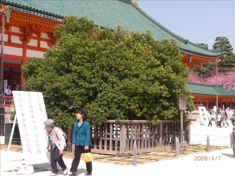 2009.04千年古都賞櫻,2009千年古都賞櫻,DAY4京都湯豆腐午餐,倫敦,國外旅遊,土耳其,大阪,宜蘭,居酒屋,平安神宮內苑,平安神宮美食,捷克,旅遊,早午餐,板橋,法國,美食,自由行 @跟著Julie一起走吧 2009.04千年古都賞櫻,2009千年古都賞櫻,DAY4京都湯豆腐午餐,倫敦,國外旅遊,土耳其,大阪,宜蘭,居酒屋,平安神宮內苑,平安神宮美食,捷克,旅遊,早午餐,板橋,法國,美食,自由行 @跟著Julie一起走吧