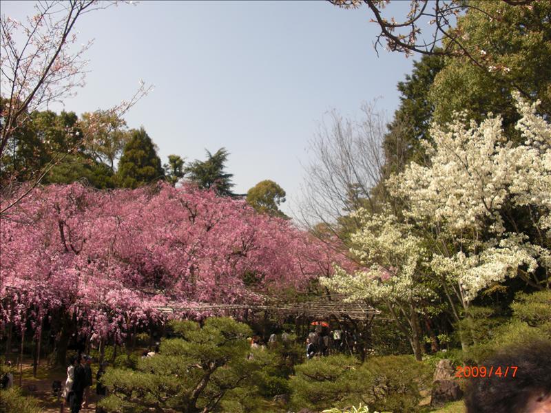 2009.04千年古都賞櫻,2009千年古都賞櫻,DAY4京都湯豆腐午餐,倫敦,國外旅遊,土耳其,大阪,宜蘭,居酒屋,平安神宮內苑,平安神宮美食,捷克,旅遊,早午餐,板橋,法國,美食,自由行 @跟著Julie一起走吧 2009.04千年古都賞櫻,2009千年古都賞櫻,DAY4京都湯豆腐午餐,倫敦,國外旅遊,土耳其,大阪,宜蘭,居酒屋,平安神宮內苑,平安神宮美食,捷克,旅遊,早午餐,板橋,法國,美食,自由行 @跟著Julie一起走吧