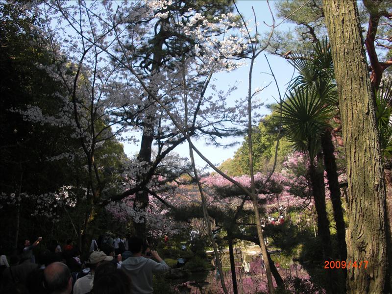 2009.04千年古都賞櫻,2009千年古都賞櫻,DAY4京都湯豆腐午餐,倫敦,國外旅遊,土耳其,大阪,宜蘭,居酒屋,平安神宮內苑,平安神宮美食,捷克,旅遊,早午餐,板橋,法國,美食,自由行 @跟著Julie一起走吧 2009.04千年古都賞櫻,2009千年古都賞櫻,DAY4京都湯豆腐午餐,倫敦,國外旅遊,土耳其,大阪,宜蘭,居酒屋,平安神宮內苑,平安神宮美食,捷克,旅遊,早午餐,板橋,法國,美食,自由行 @跟著Julie一起走吧