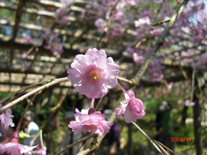 2009.04千年古都賞櫻,2009千年古都賞櫻,DAY4京都湯豆腐午餐,倫敦,國外旅遊,土耳其,大阪,宜蘭,居酒屋,平安神宮內苑,平安神宮美食,捷克,旅遊,早午餐,板橋,法國,美食,自由行 @跟著Julie一起走吧 2009.04千年古都賞櫻,2009千年古都賞櫻,DAY4京都湯豆腐午餐,倫敦,國外旅遊,土耳其,大阪,宜蘭,居酒屋,平安神宮內苑,平安神宮美食,捷克,旅遊,早午餐,板橋,法國,美食,自由行 @跟著Julie一起走吧