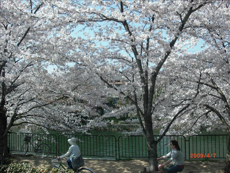 2009.04千年古都賞櫻,2009千年古都賞櫻,DAY4京都湯豆腐午餐,倫敦,國外旅遊,土耳其,大阪,宜蘭,居酒屋,平安神宮內苑,平安神宮美食,捷克,旅遊,早午餐,板橋,法國,美食,自由行 @跟著Julie一起走吧 2009.04千年古都賞櫻,2009千年古都賞櫻,DAY4京都湯豆腐午餐,倫敦,國外旅遊,土耳其,大阪,宜蘭,居酒屋,平安神宮內苑,平安神宮美食,捷克,旅遊,早午餐,板橋,法國,美食,自由行 @跟著Julie一起走吧
