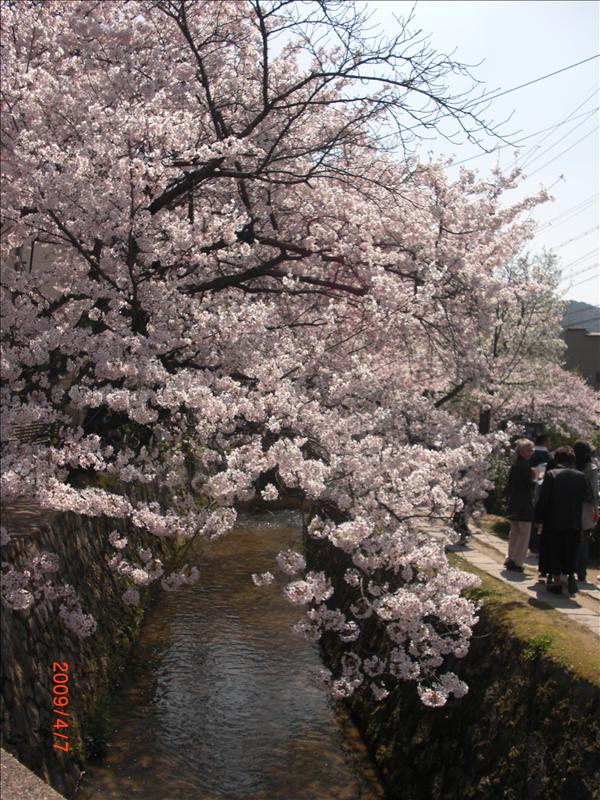 2009.04千年古都賞櫻,2009千年古都賞櫻,DAY4銀閣寺,倫敦,哲學之道,國外旅遊,土耳其,大阪,宜蘭,居酒屋,捷克,旅遊,早午餐,板橋,法國,美食,自由行 @跟著Julie一起走吧 2009.04千年古都賞櫻,2009千年古都賞櫻,DAY4銀閣寺,倫敦,哲學之道,國外旅遊,土耳其,大阪,宜蘭,居酒屋,捷克,旅遊,早午餐,板橋,法國,美食,自由行 @跟著Julie一起走吧
